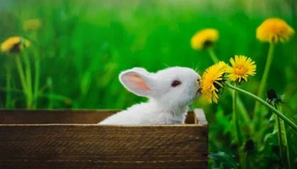 开云体育官方下载-【投票投出最喜爱的明星】粉丝票选年度最受欢迎球员,粉丝最多的nba球星排行